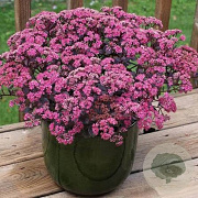 Sedum Sunsparkler Dazzleberry GM P9