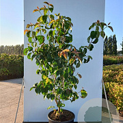 Cornus florida rubra 100-125 cm met kluit