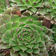 Sempervivum 'Silberkarneol' GM P9