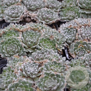 Sempervivum 'Van der Steen' GM P9