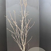 Cornus k. 'China Girl' 100-125 cm 15L
