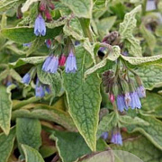Symphytum azureum GM P9