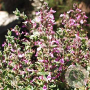 Teucrium cham. 'Nanum' GM P9