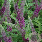 Teucrium hyrc. 'Paradise Delight' GM P9