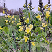 Thermopsis chinensis GM P9