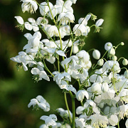 Thalictrum del. Splendide White GM P9