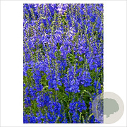 Veronica austr. 'Shirley Blue' GM P9