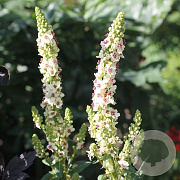 Verbascum chaixii 'Wedding Candles' GM P9