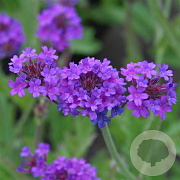 Verbena rigida GM P9