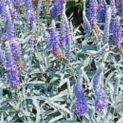 Veronica spicata incana GM P9