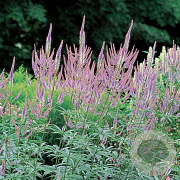 Veronicastrum virg. 'Fascination' GM P9 BIO