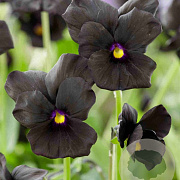 Viola (C) 'Molly Sanderson' GM P9 BIO