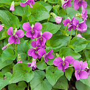 Viola sororia 'Rubra' GM P9