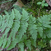 Woodsia obtusa GM P9