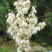 Yucca filamentosa GM P9