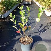 Aronia prunifolia 'Viking' 50-60 cm 3,0L