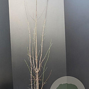 Cornus mas 100-125 cm 7,5L