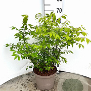 Euonymus alat. 'Compactus' 30-40 cm 5,0L