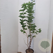 Viburnum opulus 125-150 cm 12L