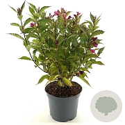 Weigela Big Love 30-40 cm 3,0L