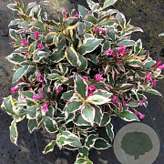 Weigela florida All Summer Monet 20-25 cm 3,0L