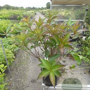 Weigela 'Minuet' 30-40 cm 3,0L