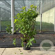 Physocarpus opulif. 'Dart's Gold' 80-100 cm 10L