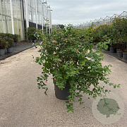 Symphoricarpos d. 'Mother of Pearl' 60-80 cm 10L