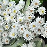 Anaphalis tripl. 'Sommerschnee' GM P9 BIO