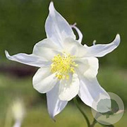 Aquilegia 'Kristall' GM P9 BIO