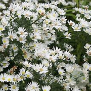 Aster (U) 'Monte Cassino' GM P9 BIO