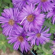 Aster n.-a. 'Purple Dome' GM P9 BIO