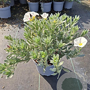 Convolvulus cneorum 25-30 cm 3,0L