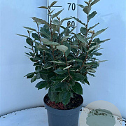 Elaeagnus ebb. 'Compacta' 60-80 cm 5,0L