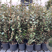Elaeagnus ebb. 'Compacta' 80-100 cm 7,5L