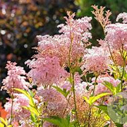 Filipendula r. 'Venusta' GM P9 BIO