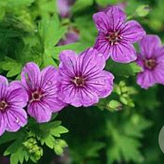 Geranium 'Dilys' GM P9 BIO