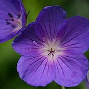 Geranium 'Orion' GM P9 BIO