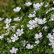 Geranium sang. 'Album' GM P9 BIO