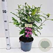 Hibiscus syr. 'Duc de Brabant' 40-50 cm 3,0L