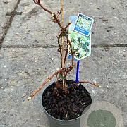 Hydrangea anomala petiolaris 40 cm 2,0L met stok