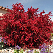 Leptospermum scop. 'Ruby Glow' 30-40 cm 3,0L
