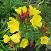 Oenothera fr. 'Fyrverkeri' GM P9 BIO