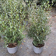Phillyrea angustifolia 60-80 cm 7,5L