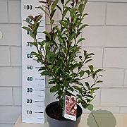 Photinia fraseri 'Red Robin' 60-70 cm 10L