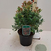 Pieris jap. 'Little Heath' 25-30 cm 3,0L