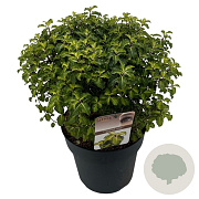Pittosporum ten. 'Gold Star' 30-40 cm 3,0L