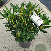 Rhododendron 'Cunningham's White' 35 cm 7,5L bol