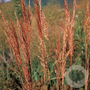 Sorghastrum n. 'Indian Steel' GM P9 BIO