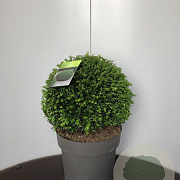 Taxus baccata 40 cm 15L bol